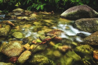 Scenic view of river flowing in forest