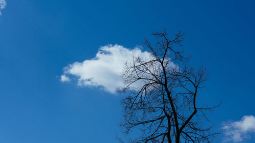 Low angle view of bare tree against blue sky