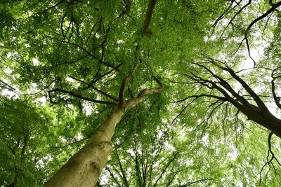 Low angle view of tree against sky