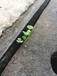 Close-up of fresh green plant