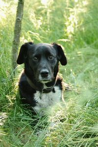 Close-up portrait of dog sitting on grass