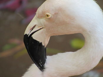 Close-up of bird