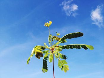 Low angle view of flowering plant against blue sky