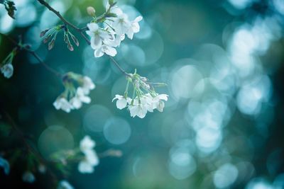 Close-up of white flowers blooming outdoors