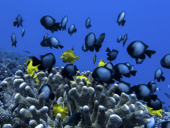 View of fishes swimming in sea