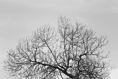 Low angle view of bare tree against clear sky