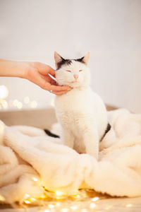 Cat love by the hand grip at hand. funny black and white cat.