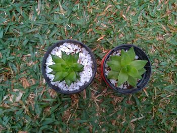 High angle view of plant growing on field