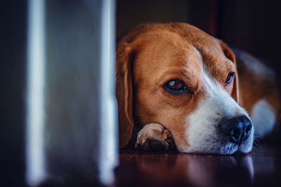 Close-up of dog looking away