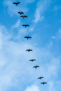 Low angle view of birds flying against sky