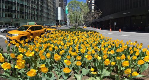 Yellow flowers blooming amidst road in city