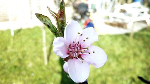 Close-up of flowers