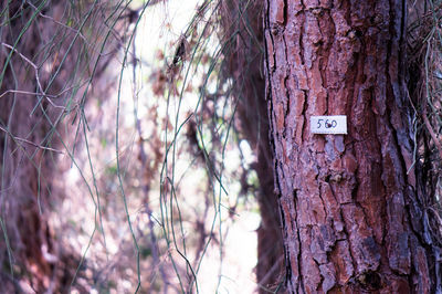 Detail shot of tree trunk