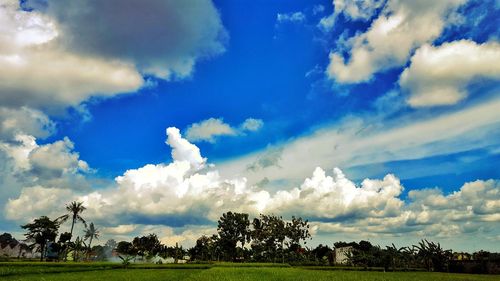 Low angle view of trees against cloudy sky