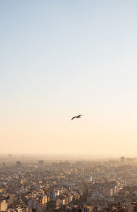 Bird flying over buildings in city against clear sky