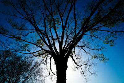 Low angle view of silhouette bare tree against sky