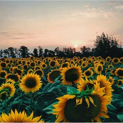 Close-up of sunflower