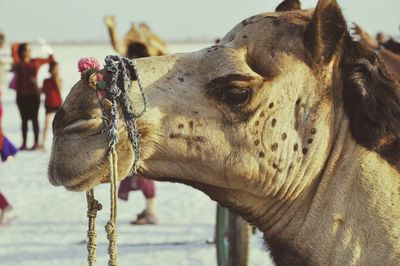 Side view of camel at beach