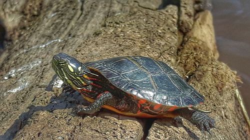 Close-up of tortoise