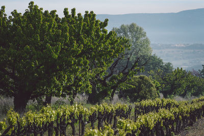 Vineyard by trees on field