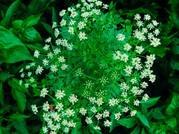 White flowers blooming on plant
