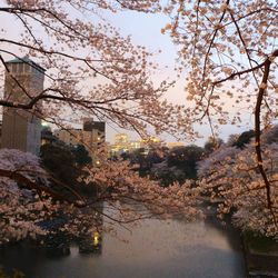 Reflection of trees in water