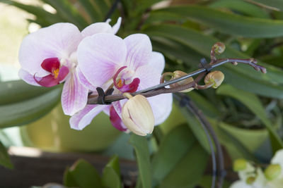 Close-up of pink flowering plant