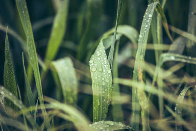 Close-up of water drops on plant