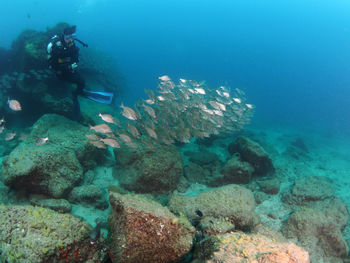 View of coral in sea