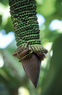 Close-up of banana flower