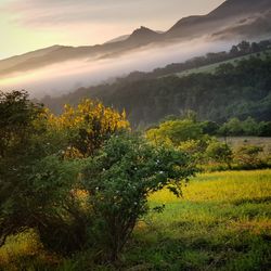 Scenic view of trees on landscape against sky