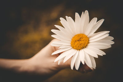 Close-up of white daisy flower