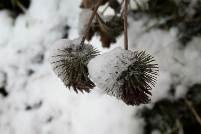 Close-up of frozen plant during winter
