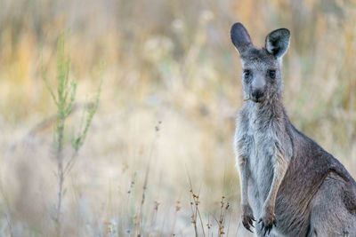 Close-up of a young eastern grey kangaroo in a field.