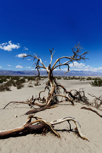 Bare tree on sand against sky