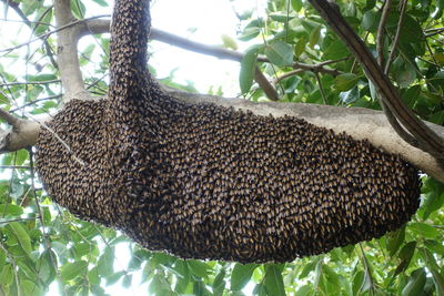 Close-up of insect on tree trunk