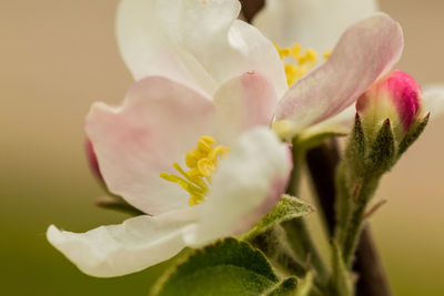 Close-up of pink flower blooming in garden