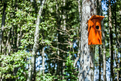 Close-up of birdhouse on tree in forest