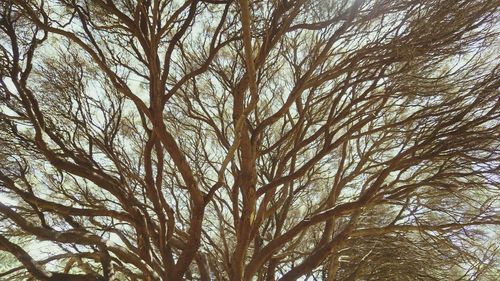 Low angle view of bare tree against sky
