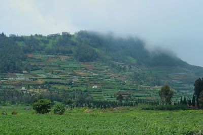 Scenic view of agricultural field against sky