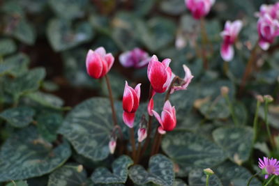 Close-up of pink flowering plants