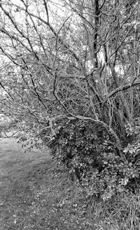View of bare tree in forest