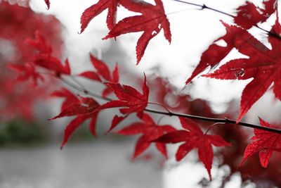 Close-up of red maple leaves