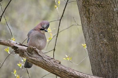 Low angle view of bird perching on tree