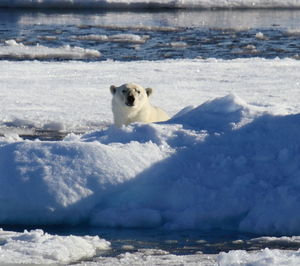 Cat on snow on field by sea during winter