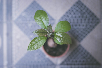 Directly above shot of green plant