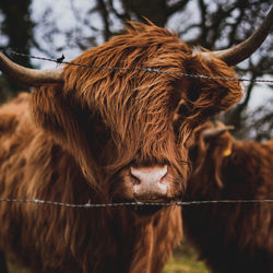 Close-up of cow