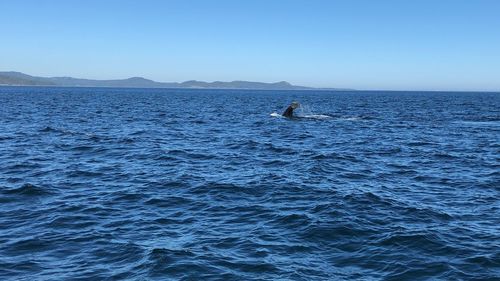 Scenic view of sea against clear blue sky