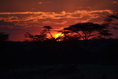 Silhouette trees against sky during sunset