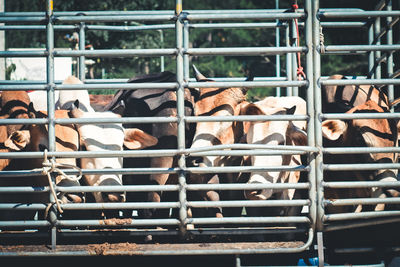 High angle view of cows on field